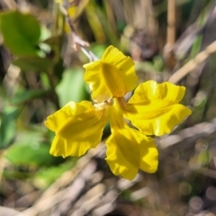 Goodenia hederacea subsp. hederacea at Sutton, NSW - 3 Jan 2023 09:24 AM