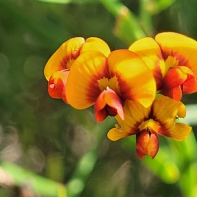 Daviesia leptophylla (Slender Bitter Pea) at Sutton, NSW - 3 Jan 2023 by trevorpreston