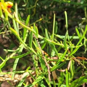 Daviesia leptophylla at Sutton, NSW - 3 Jan 2023