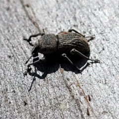 Polyphrades paganus (A weevil) at Sutton, NSW - 2 Jan 2023 by trevorpreston