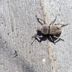 Polyphrades paganus at Sutton, NSW - 3 Jan 2023