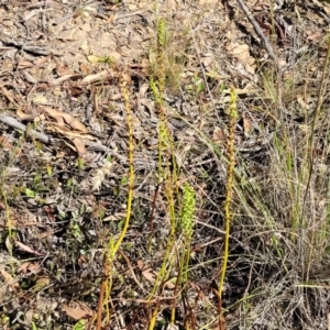 Microtis sp. at Sutton, NSW - suppressed