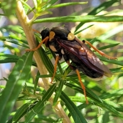 Perga sp. (genus) (Sawfly or Spitfire) at Sutton, NSW - 3 Jan 2023 by trevorpreston