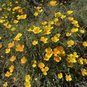Eschscholzia californica at Stromlo, ACT - 3 Jan 2023