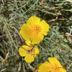 Eschscholzia californica at Stromlo, ACT - 3 Jan 2023