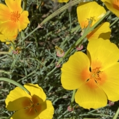 Eschscholzia californica at Stromlo, ACT - 3 Jan 2023