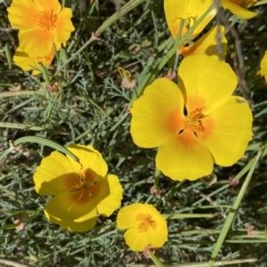 Eschscholzia californica at Stromlo, ACT - 3 Jan 2023