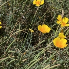 Eschscholzia californica at Stromlo, ACT - 3 Jan 2023