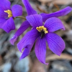 Cheiranthera linearis (Finger Flower) at Sutton, NSW - 2 Jan 2023 by trevorpreston