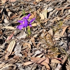 Cheiranthera linearis at Sutton, NSW - 3 Jan 2023