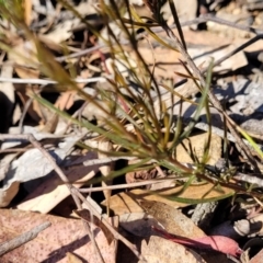 Cheiranthera linearis at Sutton, NSW - 3 Jan 2023