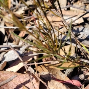 Cheiranthera linearis at Sutton, NSW - 3 Jan 2023 09:19 AM