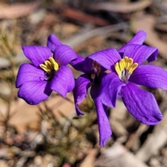 Cheiranthera linearis at Sutton, NSW - 3 Jan 2023 09:19 AM