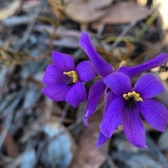 Cheiranthera linearis at Sutton, NSW - 3 Jan 2023 09:19 AM