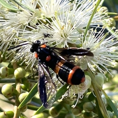 Pterygophorus cinctus (Bottlebrush sawfly) at Lyneham, ACT - 3 Jan 2023 by HelenWay