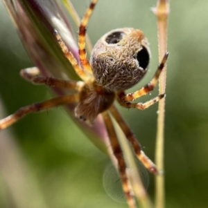 Araneus sp. (genus) at Tennent, ACT - 2 Jan 2023 09:47 AM