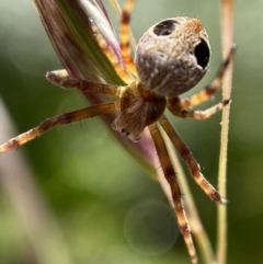 Araneus sp. (genus) at Tennent, ACT - 2 Jan 2023 09:47 AM