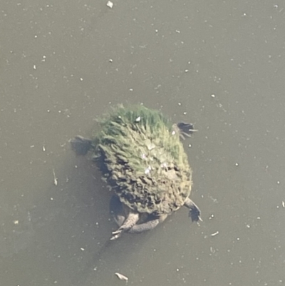 Chelodina longicollis (Eastern Long-necked Turtle) at City Renewal Authority Area - 2 Jan 2023 by HelenWay