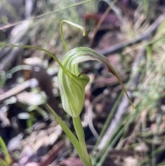 Diplodium decurvum (Summer greenhood) at Paddys River, ACT - 23 Dec 2022 by AJB