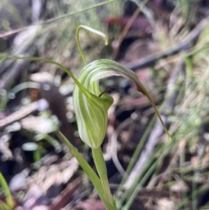 Diplodium decurvum at Paddys River, ACT - suppressed