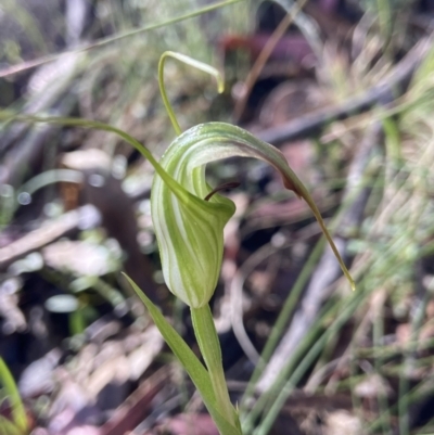 Diplodium decurvum (Summer greenhood) at Paddys River, ACT - 23 Dec 2022 by AJB