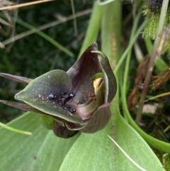 Chiloglottis valida (Large Bird Orchid) at Tennent, ACT - 23 Dec 2022 by AJB