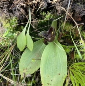 Chiloglottis valida at Tennent, ACT - 23 Dec 2022