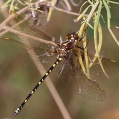 Synthemis eustalacta (Swamp Tigertail) at Burragate, NSW - 1 Jan 2023 by KylieWaldon