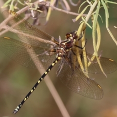 Synthemis eustalacta (Swamp Tigertail) at South East Forest National Park - 1 Jan 2023 by KylieWaldon