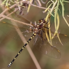 Synthemis eustalacta (Swamp Tigertail) at South East Forest National Park - 31 Dec 2022 by KylieWaldon