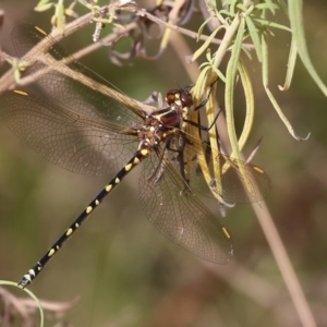 Synthemis eustalacta at Burragate, NSW - 1 Jan 2023