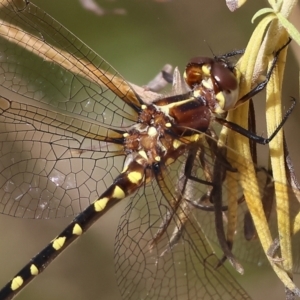 Synthemis eustalacta at Burragate, NSW - 1 Jan 2023