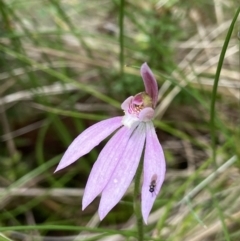 Caladenia carnea (Pink Fingers) at Tennent, ACT - 23 Dec 2022 by AJB