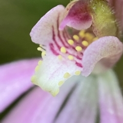 Caladenia carnea at Tennent, ACT - suppressed