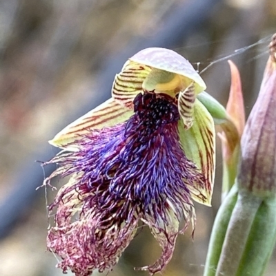 Calochilus platychilus (Purple Beard Orchid) at Rendezvous Creek, ACT - 23 Dec 2022 by AJB