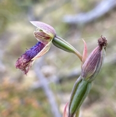 Calochilus platychilus at Rendezvous Creek, ACT - 23 Dec 2022