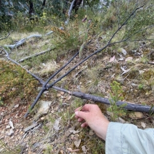 Calochilus platychilus at Rendezvous Creek, ACT - suppressed