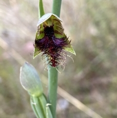 Calochilus therophilus (Late Beard Orchid) at Black Mountain - 21 Dec 2022 by AJB