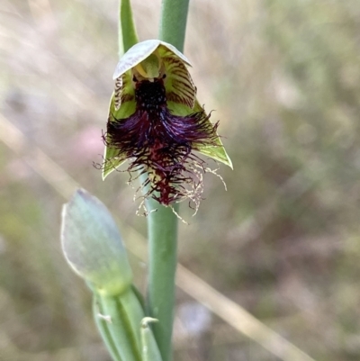 Calochilus therophilus (Late Beard Orchid) at Black Mountain - 21 Dec 2022 by AJB