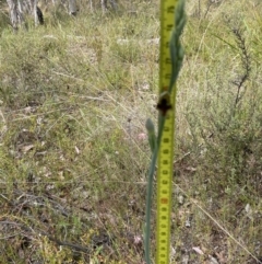 Calochilus therophilus at Aranda, ACT - 21 Dec 2022