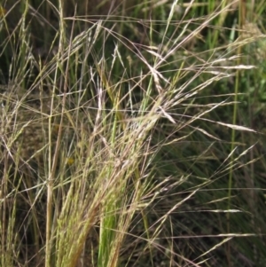 Lachnagrostis filiformis at Weetangera, ACT - 10 Dec 2022