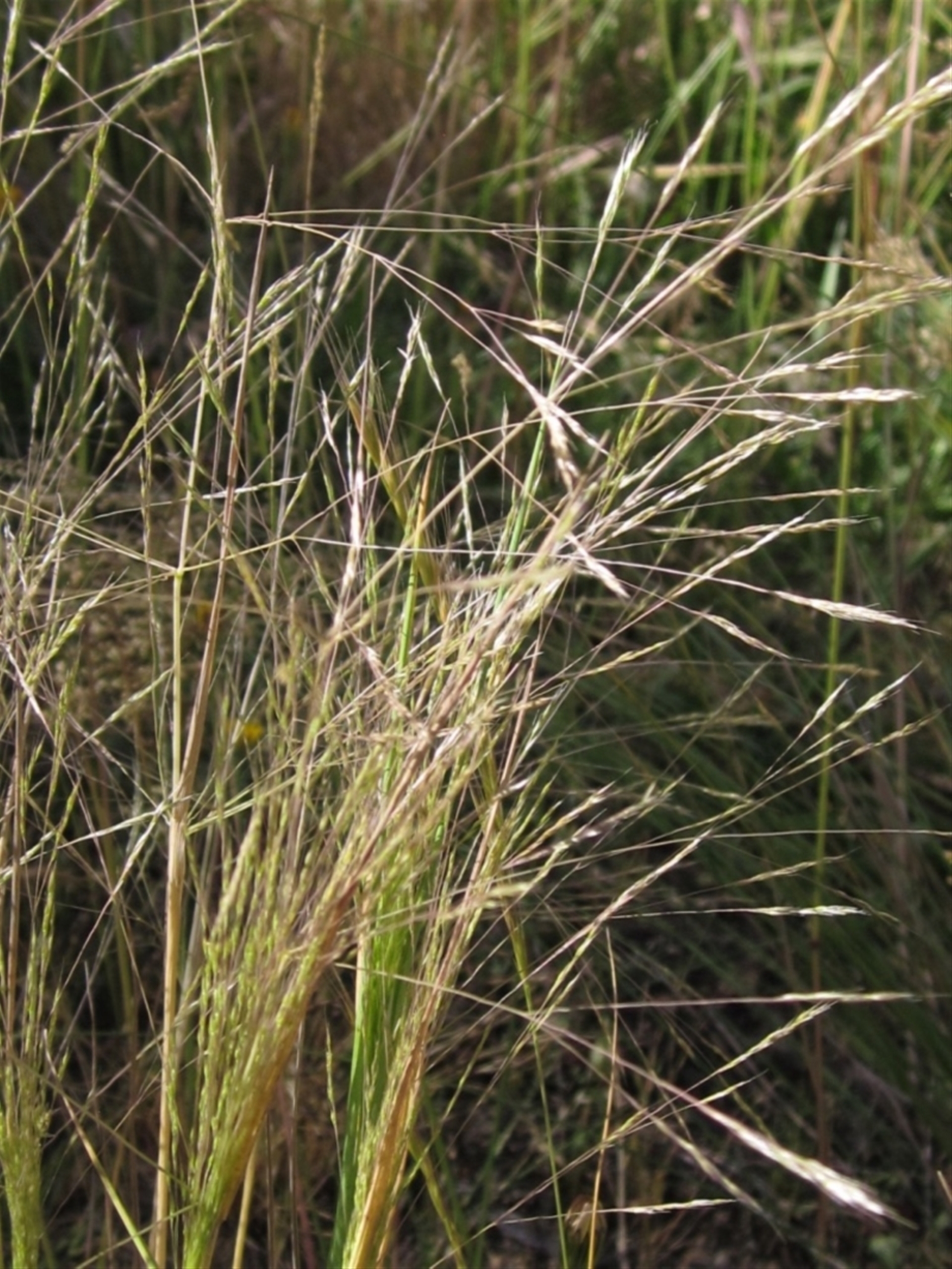 Lachnagrostis filiformis at Weetangera, ACT - Canberra Nature Map