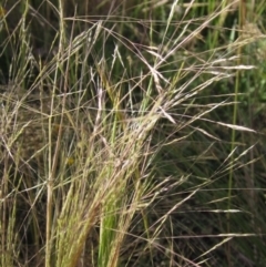 Lachnagrostis filiformis (Blown Grass) at Weetangera, ACT - 10 Dec 2022 by pinnaCLE