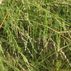 Ehrharta erecta (Panic Veldtgrass) at Weetangera, ACT - 21 Dec 2022 by pinnaCLE