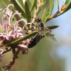 Apis mellifera (European honey bee) at Wingecarribee Local Government Area - 30 Dec 2022 by GlossyGal