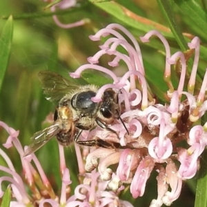 Apis mellifera at Burradoo, NSW - 30 Dec 2022