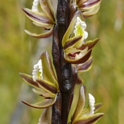 Prasophyllum elatum (Tall Leek Orchid) at Morton National Park - 3 Nov 2022 by RobG1