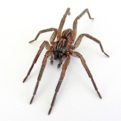 Miturgidae (family) (False wolf spider) at Crooked Corner, NSW - 3 Jan 2023 by Milly