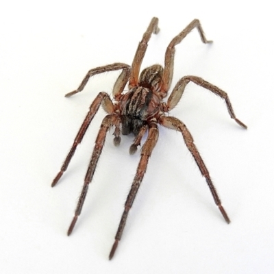 Miturgidae (family) (False wolf spider) at Crooked Corner, NSW - 2 Jan 2023 by Milly