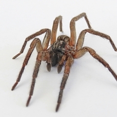 Miturgidae (family) at Crooked Corner, NSW - 3 Jan 2023